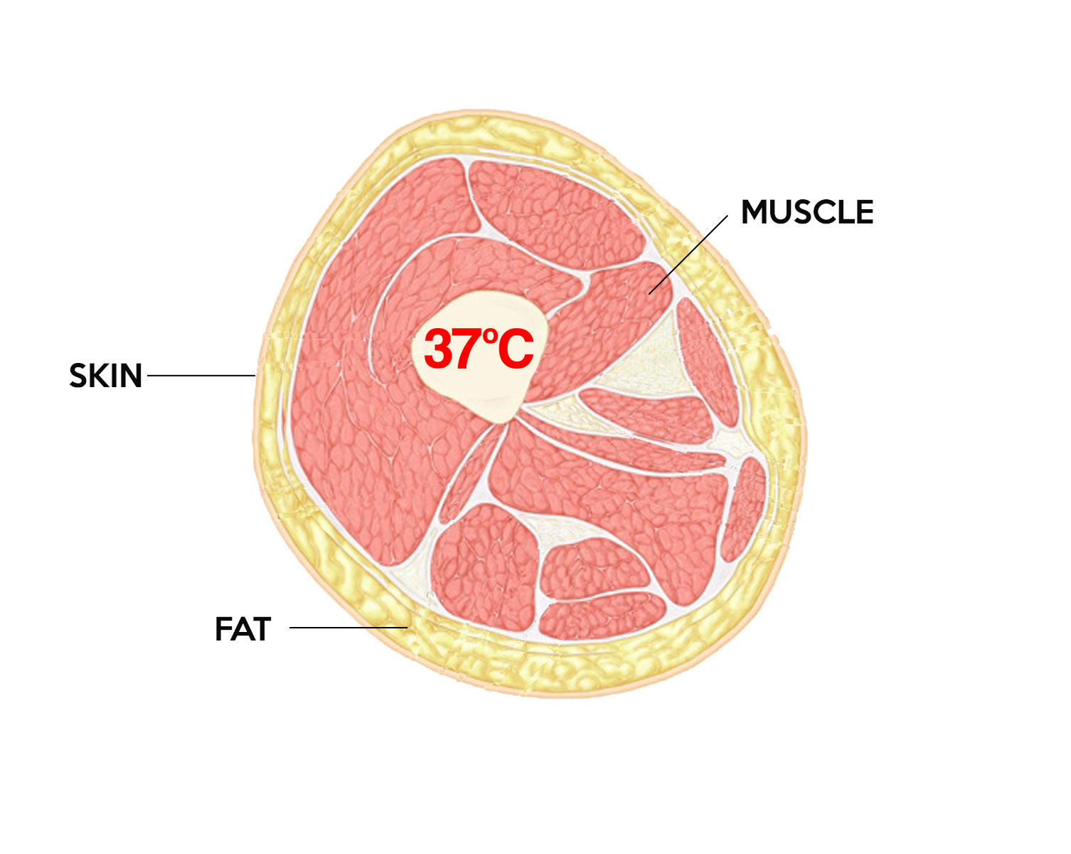 Concepts In Weight Management. 2.  Burning Fat & Saving Muscle.